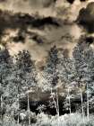 USA-Colorado Infrared of Aspens along the Kebler Pass Art Print